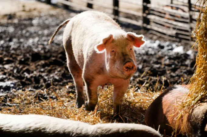 A hog walks in a holding pen on the Ron Mardesen farm, Thursday, Dec. 2, 2021, near Elliott, Iowa. A coalition of California restaurants and grocery stores has filed a lawsuit to block implementation of a farm animal welfare law, adding to uncertainty about whether bacon and other fresh pork products will be prohibitively expensive or available at all in the state when the new rules take effect on New Year's Day. Mardesen already meets the California standards for the hogs he sells to specialty meat company Niman Ranch, which supported passage of Proposition 12 and requires all of its roughly 650 hog farmers to give breeding pigs far more room than mandated by the law. Photo: AP 