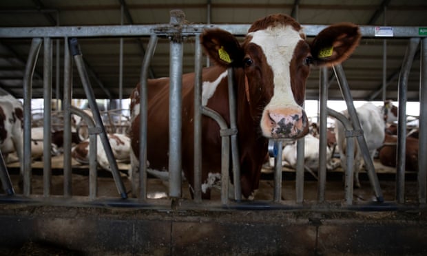 Cows at Maria Hove dairy farm in Oxe, the Netherlands. The government plans to buy out some farmers to reduce nitrogen pollution from manure. Photo: Judith Jockel