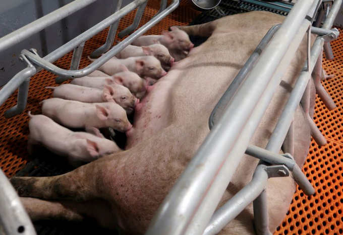 Ngành chăn nuôi lợn khổng lồ của Trung Quốc hiện đang phải vật lộn với sản lượng dư thừa sau khi hàng triệu người chăn nuôi lợn nhỏ lẻ lần đầu tiên tham gia vào chiến dịch tái đàn ồ ạt nhằm thu được lợi nhuận kỷ lục trong thời kỳ khan hiếm thịt giai đoạn hậu dịch tả lợn châu Phi. Ảnh: Reuters