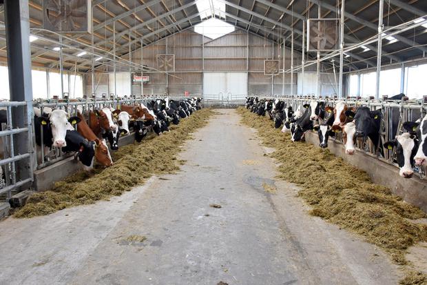 Hà Lan là quốc gia có mật độ chăn nuôi cao nhất ở châu Âu, gấp bốn lần Anh hoặc Pháp - với tổng đàn vật nuôi hơn 100 triệu con gia súc, gà và lợn. Ảnh: Independent