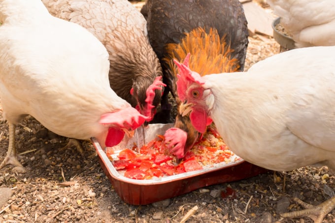 Do Good Foods – a company collecting waste from 450 markets across the country to make the chicken feed. Photo: Getty