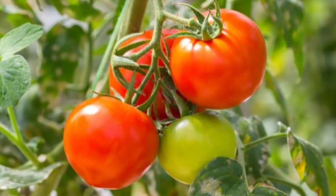 'Cà chua là trái cây hay là rau?' thường là một câu hỏi thường gặp. Ảnh: Getty