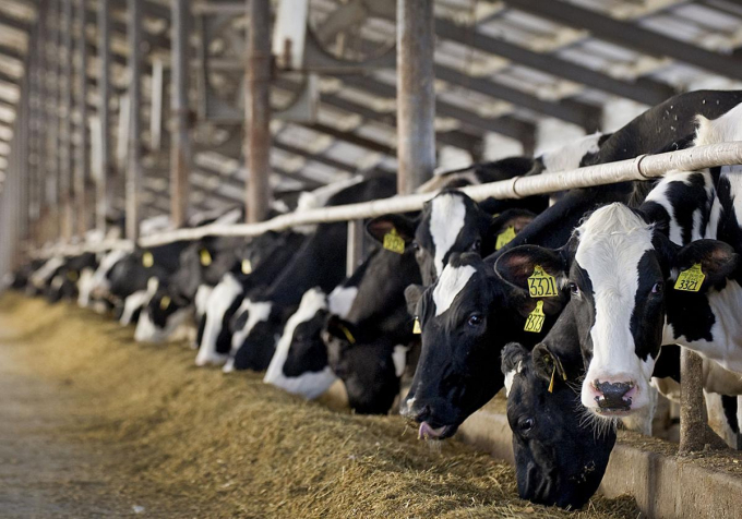 Ngành chăn nuôi bò sữa thế giới được dự báo sẽ 'ăn nên làm ra' trong ít nhất 2 đến 3 năm tới. Ảnh: Journalstar