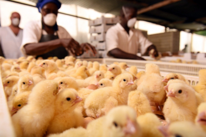 Poultry is a large market and in the context of Africa, chicken is at the top of the list