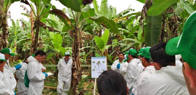 Các chuyên gia FAO tìm cách hỗ trợ người dân Ecuador chữa trị căn bệnh héo rũ Panama do một loại nấm có thể xóa sổ các vụ mùa chuối Cavendish, loại cây mà sinh kế của hàng triệu người dân đang phụ thuộc vào nó. Ảnh: FAO.