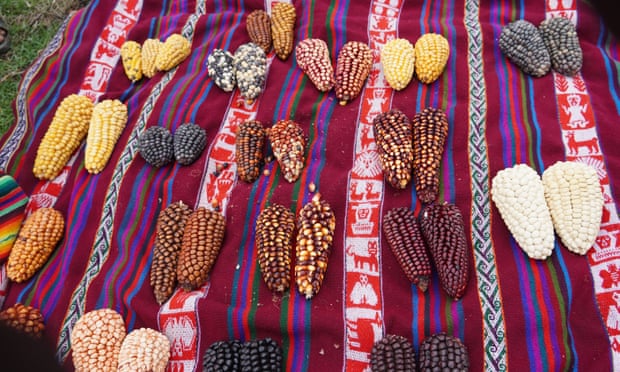 Maize from Lares province near Cusco, where the crop has been grown for thousands of years. Photo: Dan Collyns/The Guardian