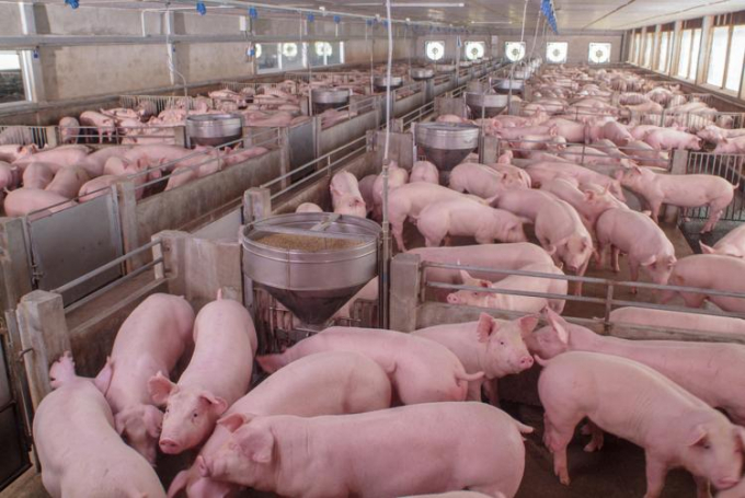 Nhiều người tiêu dùng lo ngại luật chăn nuôi mới sẽ khiến giá thịt lợn ngày càng trở nên xa xỉ hơn. Ảnh: AP