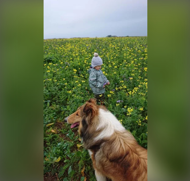 Eugene Ryan’s son Eoghan and the family’s dog Brandy in the cover crops. Photo: Eugene Ryan/PA