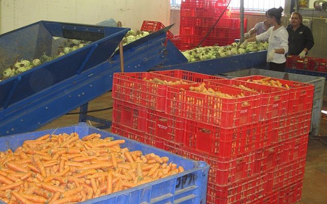 Volunteers sort produce at the warehouse of Leket Israel, the country’s largest food rescue organization. Photo: Ben Sales/JTA