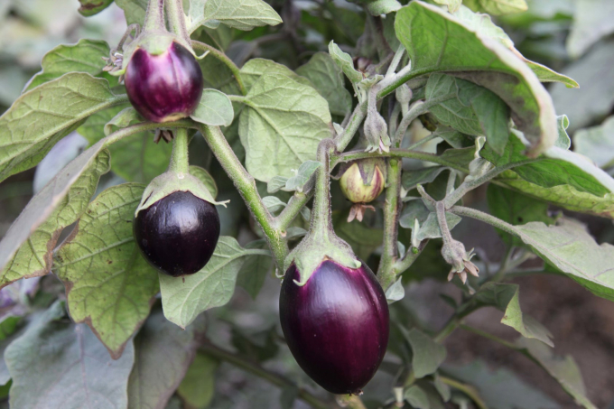 Global agribusinesses are seeking to expand their markets in lower-income countries by means of genetically modified foods, including an eggplant that resists pests. The necessity, and sometimes the safety, of these products is hotly contested. Photo: Pallava Bagla