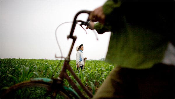Khoảnh khắc một phụ nữ nông dân Việt Nam đang dừng tay nghỉ trong lúc chăm bón cánh đồng ngô những ngày giá phân bón tăng cao, được phóng viên ảnh tờ New York Times ghi lại. Ảnh: NYT