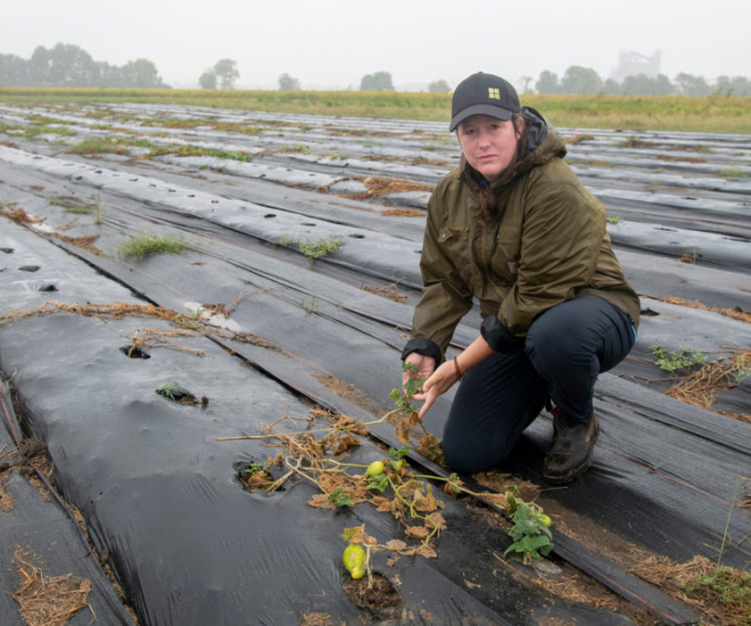 Ann Swanson, manager of Hendrick House Farms in a field that would normally have plants throughout. Flooding earlier in the season damaged the crop. Photo: Darrell Hoemann