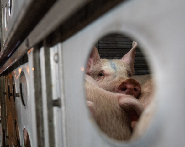 Pigs arrive at a slaughterhouse in Los Angeles in 2019. Some 125 million pigs are raised and slaughtered for meat in the United States each year. In 2018, Californians voted to ban pork from pigs born to mothers kept in gestation crates that restrict movement. The law, which goes into effect in January, has faced industry opposition. Photo: Nationalgeographic