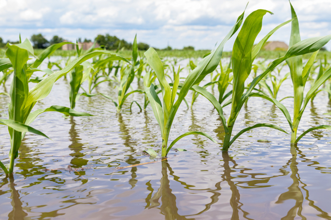 Changing weather patterns in the Corn Belt region is causing excess fertilizer to slip away from fields and into rivers. Photo: Shutterstock