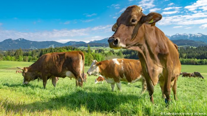 Bavaria attracts tourists with images of healthy dairy cows — in reality most are kept in tethers. Photo: DW