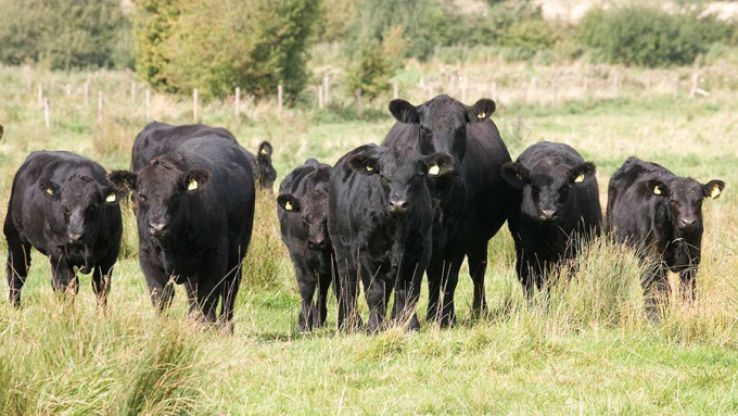 Beef prices should be similarly well-supported in 2022. Photo: FW