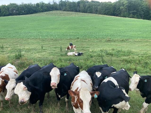 Starting in 1999, the concept pioneers tried, and discarded, multiple breeds of cows to reach the ideal prototype animals. Photo: Glenn Carlisle