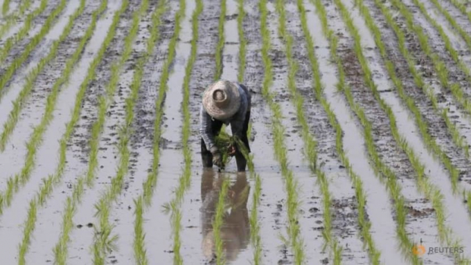 A farmer plants rice in a paddy field in Thailand. Photo: Chaiwat Subprasom