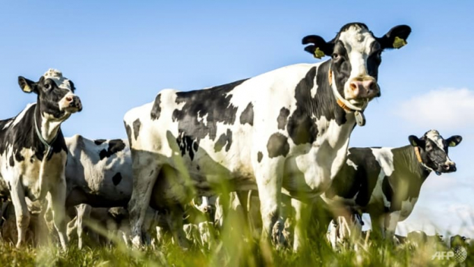 Livestock farming is one of the main emitters of greenhouse gases in the Netherlands, where climate change threatens to swallow up the low-lying fields Photo: ANP/AFP/Remko de Waal