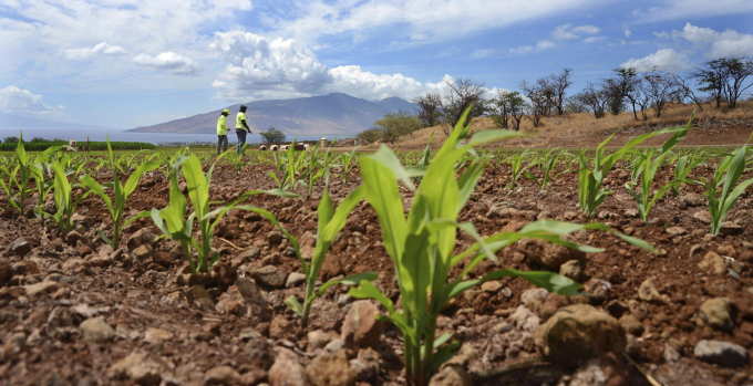 Nhân viên công ty Monsanto kiểm tra một cánh đồng thử nghiệm ngô lai trong một khu nhân giống ở gần Kihei, Hawaii vào tháng 9/2014. Ảnh: Matthew Thayer