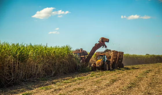 A sugar cane harvest – plenty more where that came from. Photo: Mailsonpignata/Shutterstock