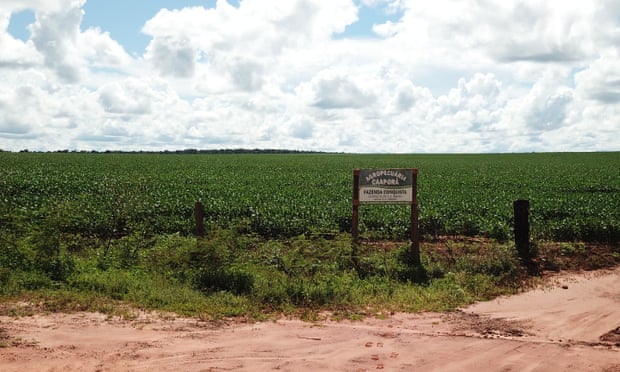 An investigation uncovered Cargill’s links with the Brazilian supplier farm Fazenda Conquista. Photo: Greenpeace Unearthed/Pedro Ladeira