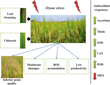 Sơ đồ mô phỏng khí ôzôn gây thiệt hại năng suất lúa. Nguồn: Research Gate