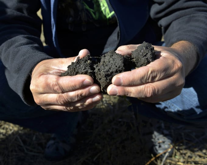 Jonathan Lundgren, director and CEO of Blue Dasher Farm, a research and demonstration farm in regenerative agriculture, holds a sample of soil on his farm near Estelline, S.D., to show the positive effects of regenerative agriculture.  Dan Koeck for MPR News