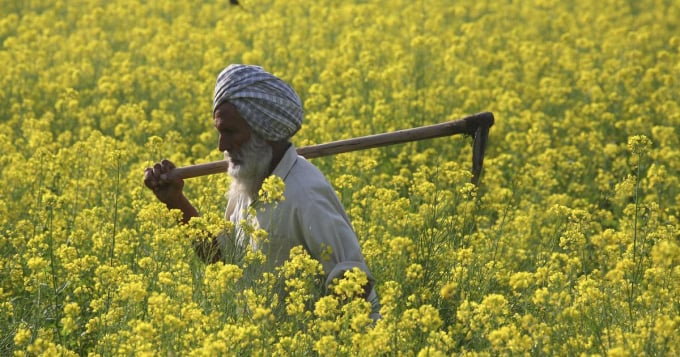 Technological advancement and new-age startups are rapidly changing the Indian agricultural landscape. Photo: Getty
