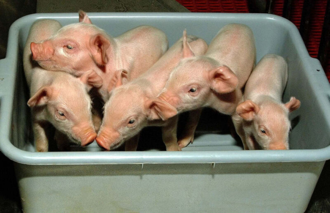  Cloned piglets that are engineered to be useful for organ transplants to humans. Photo: Getty