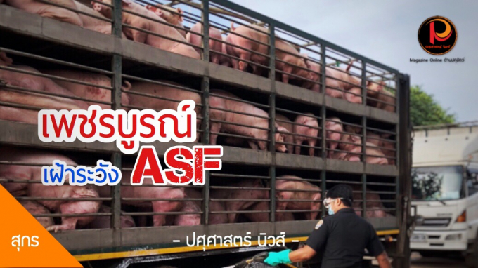 Dịch tả lợn châu Phi tái xuất tại Thái Lan. Ảnh: The Nation