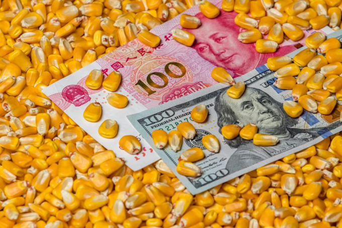 Trong hai năm qua, Trung Quốc đẩy mạnh thu mua ngô từ Mỹ để phục vụ nhu cầu tiêu thụ, trong bối cảnh thiếu hụt nguồn cung trong nước. Ảnh: Getty
