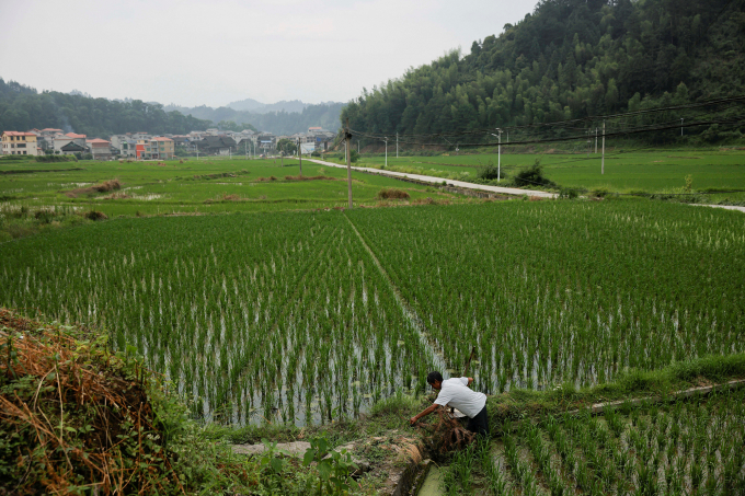 A farmer tends to his rice field in the village of Yangchao in Liping County, Guizhou province, China, June 11, 2021. Photo: Reuters