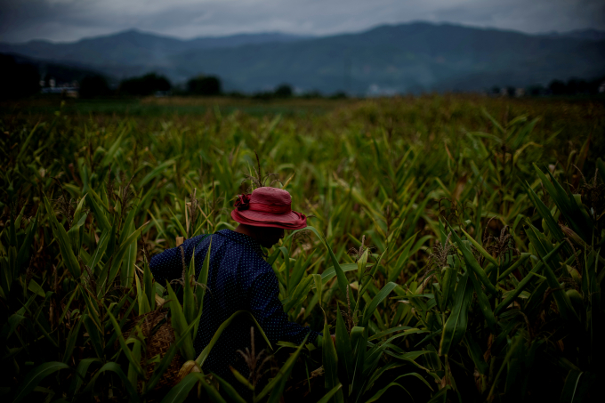 Yu Wuyang, an ethnic Dai farmer, picks corn in his cornfield at Nuodong village of Menghai county in Xishuangbanna Dai Autonomous Prefecture, Yunnan Province, China, July 13, 2019. Photo: Reuters