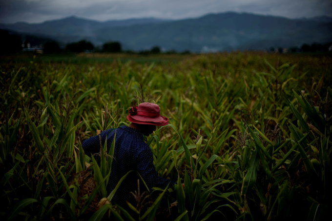 Yu Wuyang, một nông dân dân tộc thiểu số đang thua hoạch ngô trên cánh đồng thuộc làng Nuodong, huyện Menghai, khu tự trị Xishuangbanna, tỉnh Vân Nam, Trung Quốc, ngày 13 tháng 7 năm 2019.