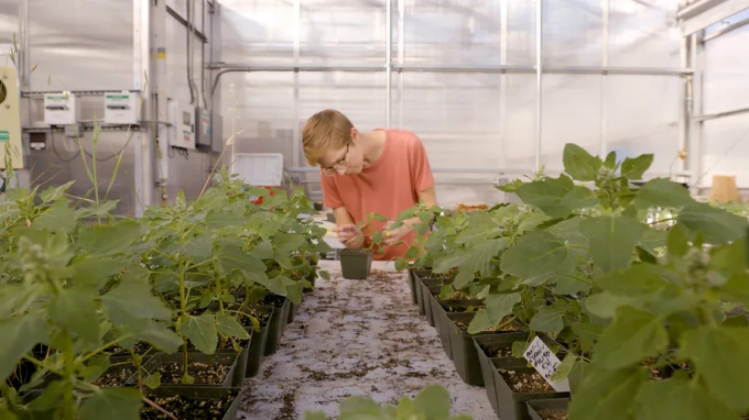 Lauren Young, BYU graduate student of genetics and biotechnology, looks over samples of quinoa inside a greenhouse in this undated handout photo.