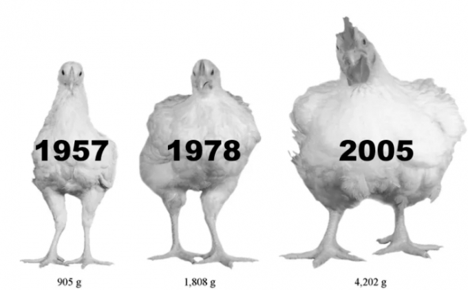 The left-hand chicken is a breed from 1957. The middle chicken is a breed from 1978. The right-hand one is a breed from 2005. They were all raised in the same manner for this paper and were photographed at the same age. Photo: Vox