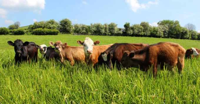 Cattle in pasture. Photo: Getty