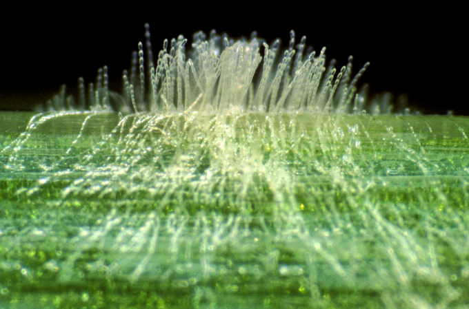 Powdery mildew, shown here on a barley leaf, stunts the growth of wheat and other crops. Photo: NIGEL CATTLIN