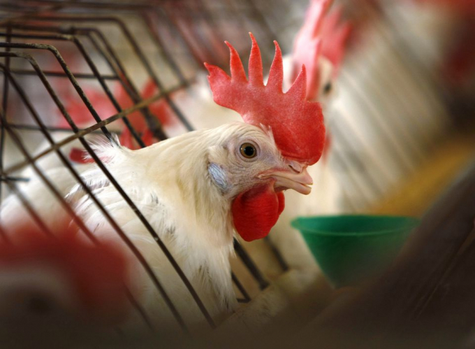 A caged hen feeds at an egg farm in San Diego County in this picture taken July 29, 2008. Photo: REUTERS/Mike Blake