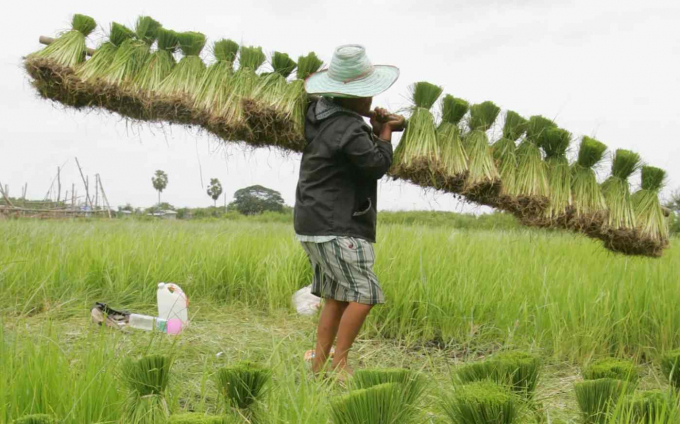 Một nông dân Thái Lan đang gánh mạ trên cánh đồng ở tỉnh Nakohn Ratchasima, cách thủ đô Bangkok 200 km về phía đông bắc. Ảnh: Reuters