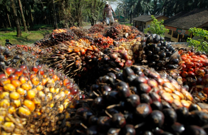 India is the world's biggest importer of edible oils, including palm oil. Photo: Supri /Reuters