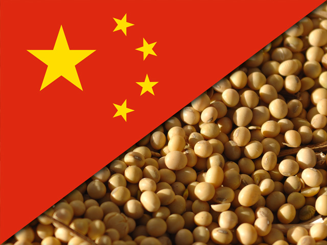 Trung Quốc tuyên bố có thể cắt giảm mạnh nhu cầu đậu tương, bất chấp thiếu nguyên liệu cho ngành thức ăn chăn nuôi. Ảnh: Caixin