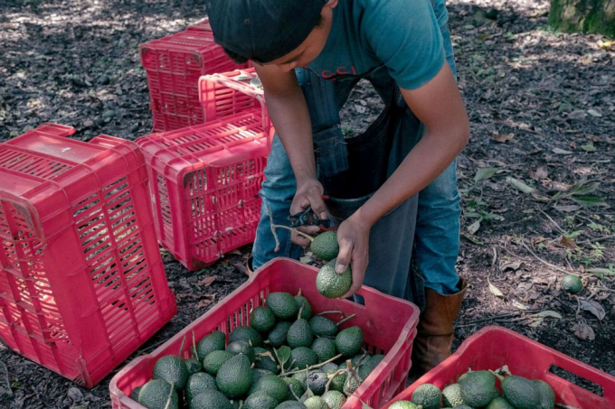 A worker places avocados in crates during a harvest at a farm near Perivan, Michoacan, Mexico, Sept. 24, 2021. Photo: AP