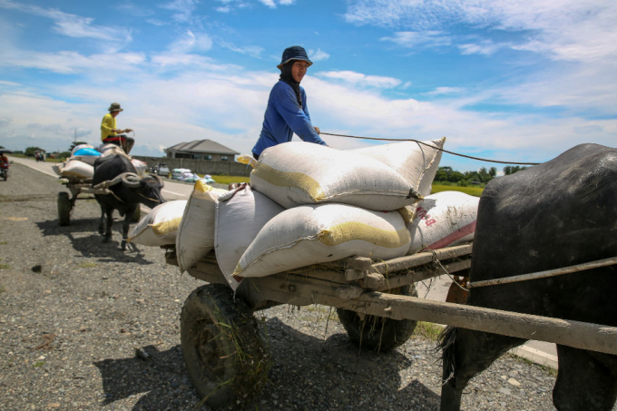 Nông dân Philippines thu hoạch lúa bằng xe trâu. Ảnh: Getty