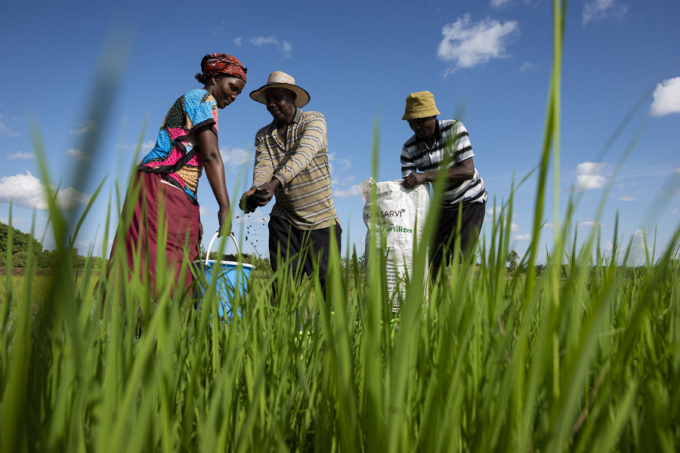 MIT spinout Safi Organics uses crop residue to make organic fertilizer to help rural farmers in Kenya improve the yield of their farmlands. Photo: Safi Organics