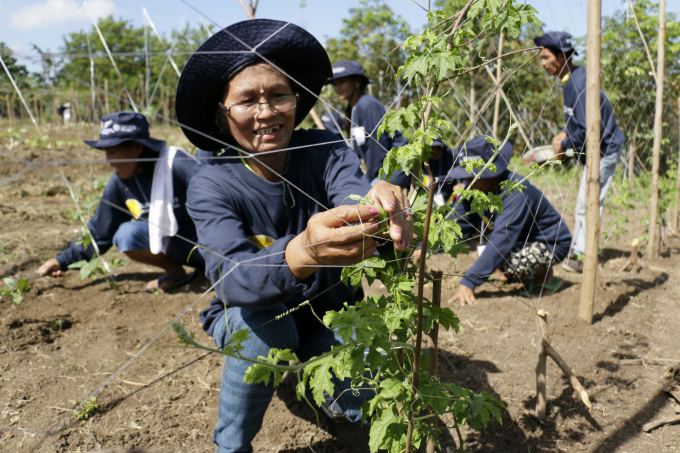 Đất đai manh mún cộng với chính sách trì trệ khiến người nông dân Philippines khó phát triển sản xuất lớn. Ảnh: FAO 