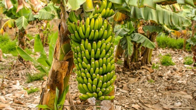 Reports show that the price of a bunch of the produce shoots up to between Sh20,000 and Sh25,000 during the year-end festive season. Photo: Thecitizen