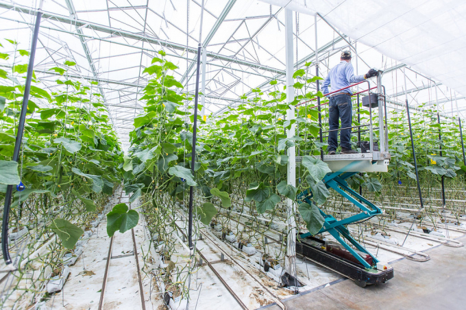 Opening opportunities for more vertical farms and innovative agritech practices in partnership with existing traditional farms helps solve our overall food security and food economy puzzle. Photo: Getty