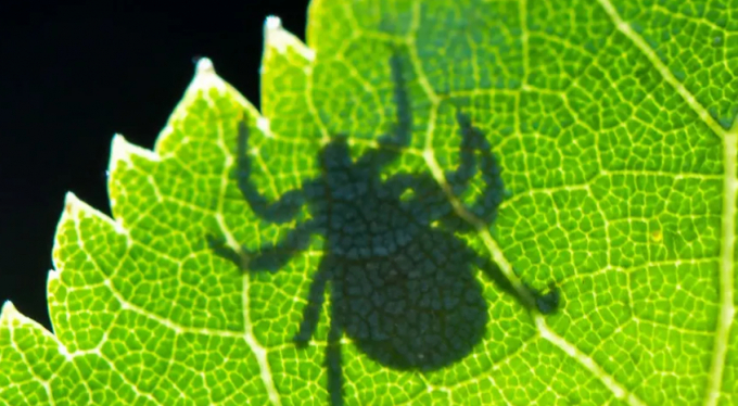Shadow of a tick on a leaf (Patrick Pleul/picture alliance via Getty Images)